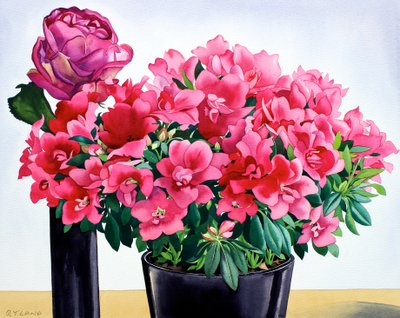Azalea růže od Christopher Ryland