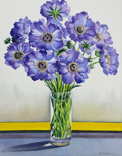 Scabious se žlutým pruhem (akvarel na papíře) od Christopher Ryland
