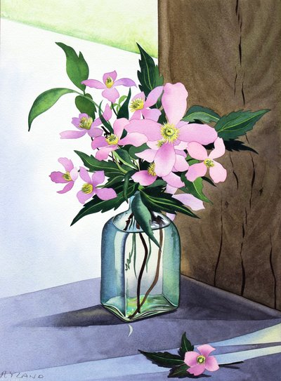 Zátiší Pink Clematis (akvarel na papíře) od Christopher Ryland