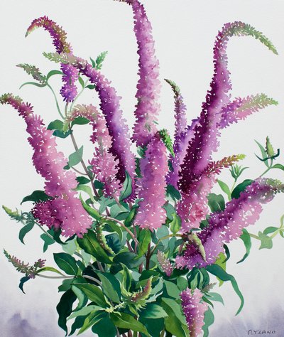 Divoká Buddleia od Christopher Ryland