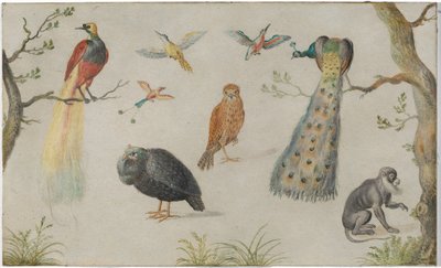 Studium ptáků a opic od Circle of Jan van Kessel the Elder