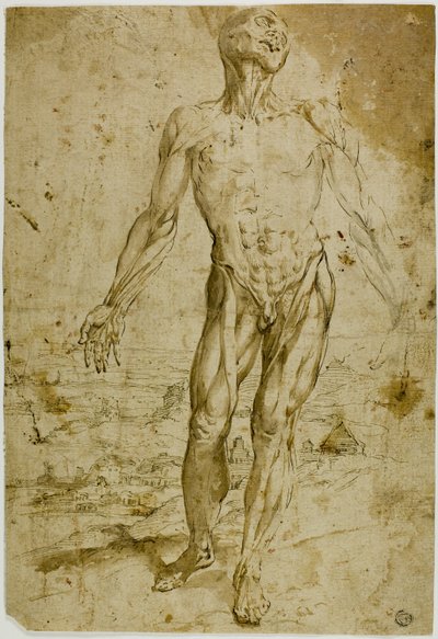 Écorché před krajinou (recto); skici stojícího mužského aktu, sedícího dítěte, stojící ženy (verso) od Circle of Titian