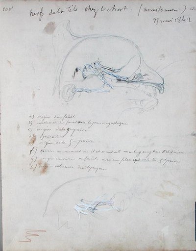 Nervový systém v hlavě kočky, květen 1842 (tužka na papíře) od Claude Bernard