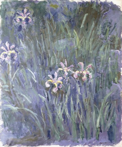 Iris, kolem 1914-1917 od Claude Monet