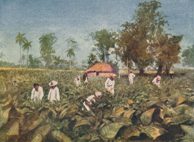 Tabáková plantáž, Kuba, 1916 od Claude Pratt