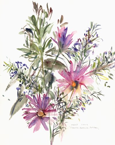 Květinové, jihoafrické sedmikrásky a levandule, 2004 (akvarel) od Claudia Hutchins Puechavy