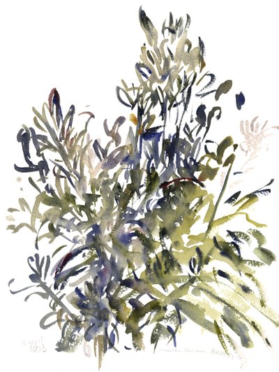 Senecio a další rostliny, 2003 (akvarel) od Claudia Hutchins Puechavy