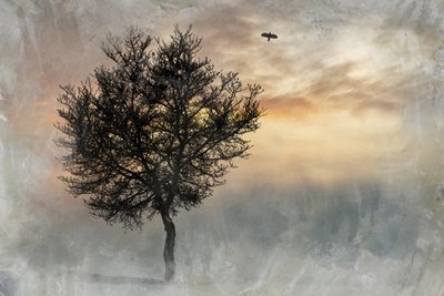 Dramatický osamělý strom od Codruta Georgescu