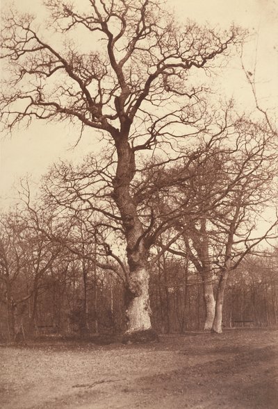 Studie stromů, Bois de Boulogne od Comte Olympe Aguado