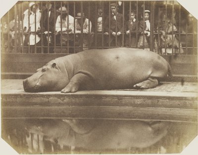 Obaysch, hroch, londýnská zoo od Comte de Montizón Don Juan