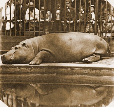 Hroch Obaysch, Londýnská zoo, 1852 (sépiová fotografie) od Comte de Montizón Juan