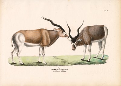 Antilopa Addax v zimním kabátě od Conrad Kull