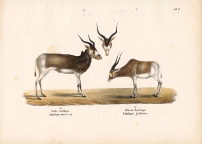 Antilopy Addax a Bontebok od Conrad Kull