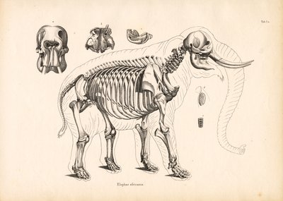Anatomie kostry slona afrického od Conrad Kull
