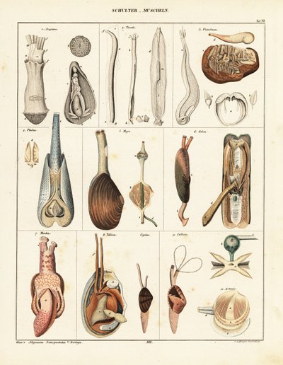 Anatomie mlžů. ,1841 (litografie) od Conrad Kull