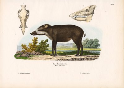 Opásané prase s anatomickými detaily od Conrad Kull