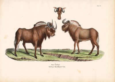 Černý pakůň s detailem hlavy od Conrad Kull