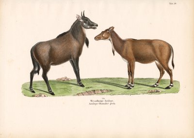 Bontebok nebo Blesbok od Conrad Kull