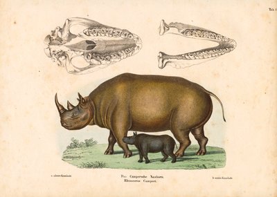 Nosorožec Camperův s vyobrazením telete a lebky od Conrad Kull