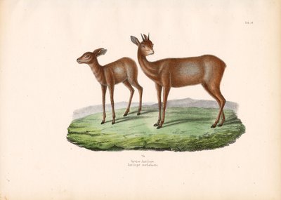 Grysbok kapský od Conrad Kull