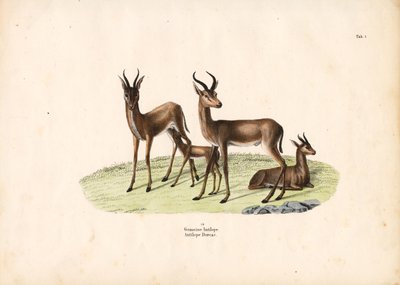 Gazela obecná v rodinné skupině od Conrad Kull