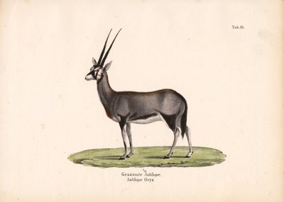 Gemsbok nebo Oryx jihoafrický od Conrad Kull