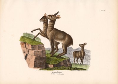 Klipspringer od Conrad Kull