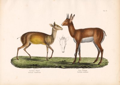 Antilopa domácí a antilopa horská od Conrad Kull