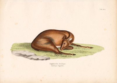 Potápěč Ogilbyho v klidové poloze od Conrad Kull