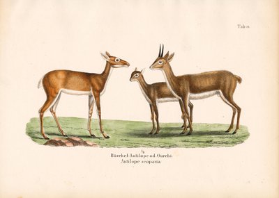 Antilopy Oribi v rodině od Conrad Kull