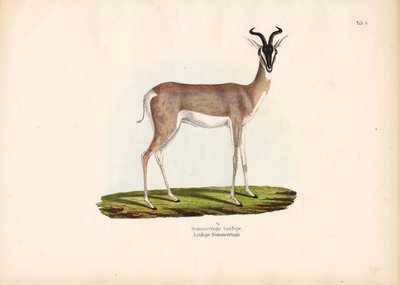 Gazela Soemmerringova od Conrad Kull