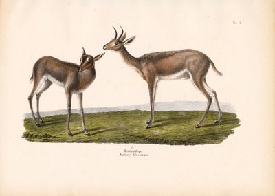 Rákosník jižní od Conrad Kull