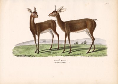 Kozoroh od Conrad Kull