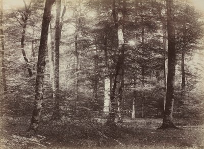 Bez názvu The Forest of Fontainbleau, c. 1874. od Constant Alexandre Famin