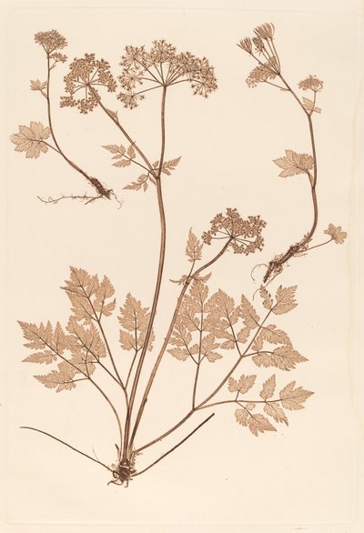 Chaerophyllum hirsistum od Constetin von Ettinghausen and Alois Pokorny