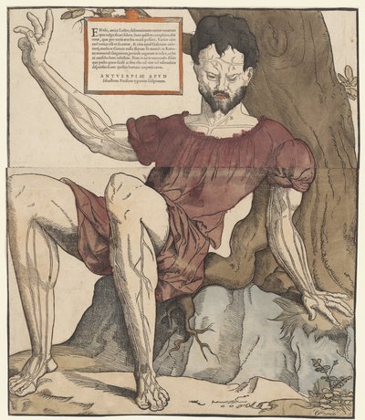 Žíly lidského těla od Cornelis Anthonisz.