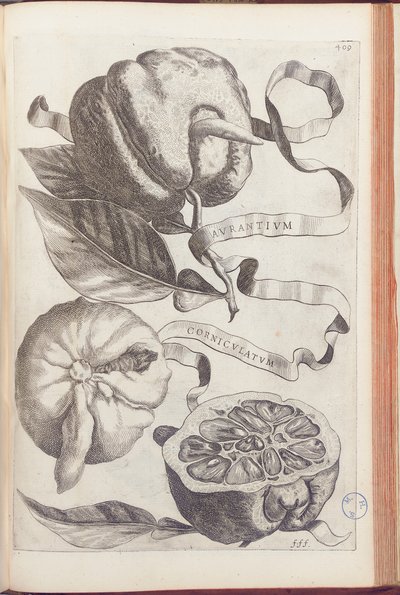 Rohatý pomeranč, deska 409 z „Hesperides or de Malorum Aureorum Cultura et Usu Libri quatuor“ od Giovanniho Battisty Ferrariho, 1646 od Cornelis Bloemaert