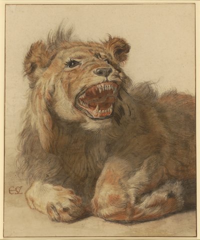 A Lion Snarling, cca 1625-33 (černá a červená křída s černými a hnědými odlesky) od Cornelis Saftleven