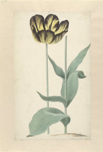 De tulp Bizard Catafalque Bizard Catafalque (název na objektu) od Cornelis van Noorde