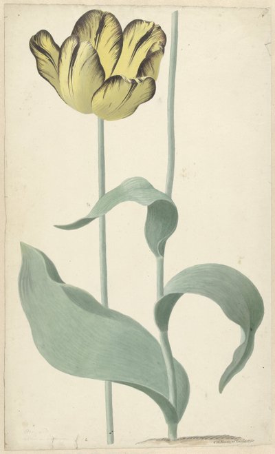 Autor tulp Bizard Louis d