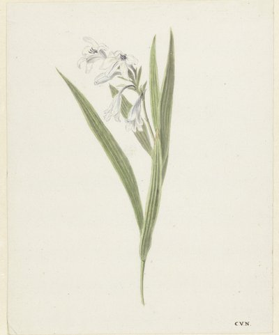 Fresia od Cornelis van Noorde