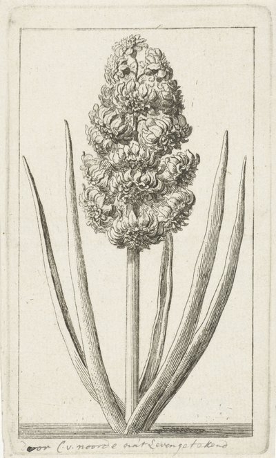 Hyacint od Cornelis van Noorde