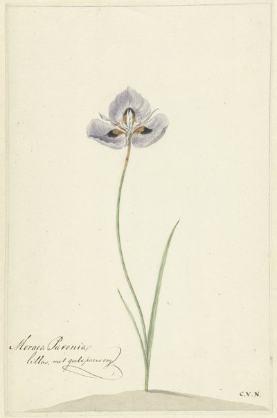 Duhovka od Cornelis van Noorde