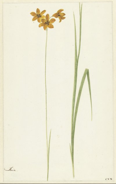 Ixia od Cornelis van Noorde