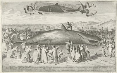 Potvis gestrand bij Egmond aan Zee, 1764 Cagelot of Potwalvis, lang omtrent 60 Voeten, even benoorden Egmond op Zee Levend Gestrand op den 15 Feruary 1764. den 1 Maart aldaar in Veiling Verkogt voor 810 Guldens (title on object)   1357432   cs       czech  od Cornelis van Noorde