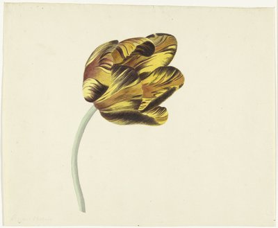 Tulipán jménem Bizard Phoenix od Cornelis van Noorde