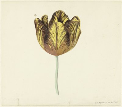 Tulip s názvem Bizard Sub. A od Cornelis van Noorde
