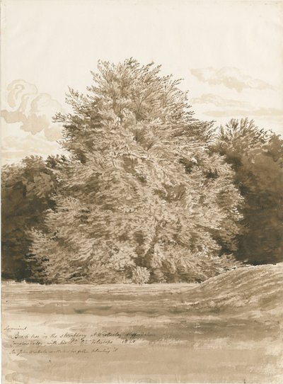 Wrottesley Hall - The Shrubbery: Sépiová kresba, 1820 od Cornelius Varley