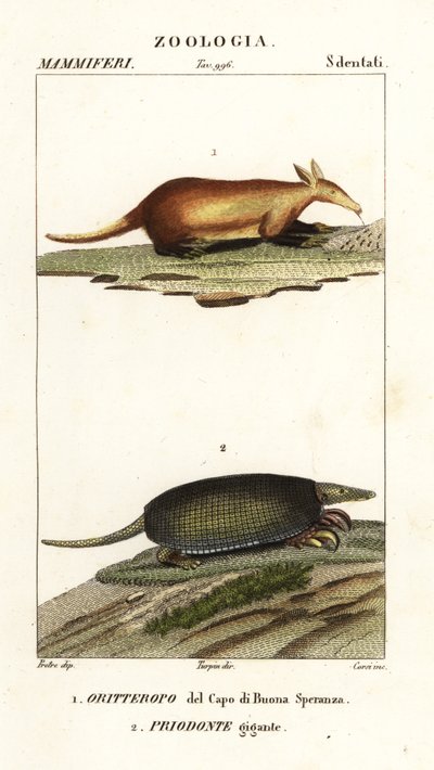 Aardvark a obří pásovec od Corsi Corsi