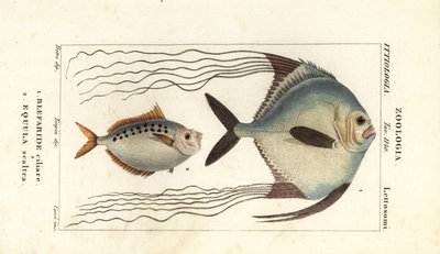 Pompano africké, Alectis ciliaris, Blepharis ciliaris, Blefaride ciliare 1 a ponyfish, Poulain ruse, Leiognathus equulus 2 od Corsi Corsi